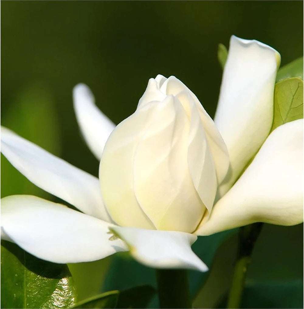 Rose Électrique